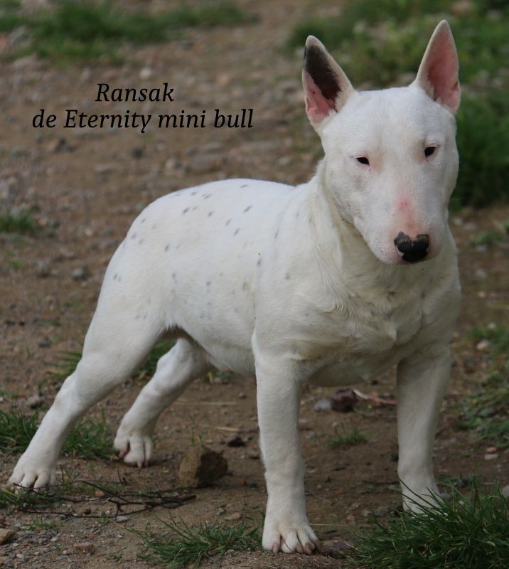 Les Bull Terrier Miniature de l'affixe Du Paradis De D'zeus