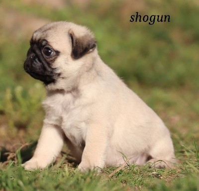 shogun