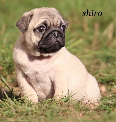 shiro