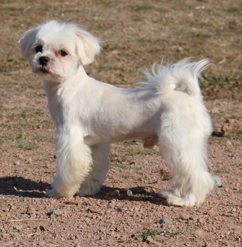 Mamgo de L'Adoree Peneloppe