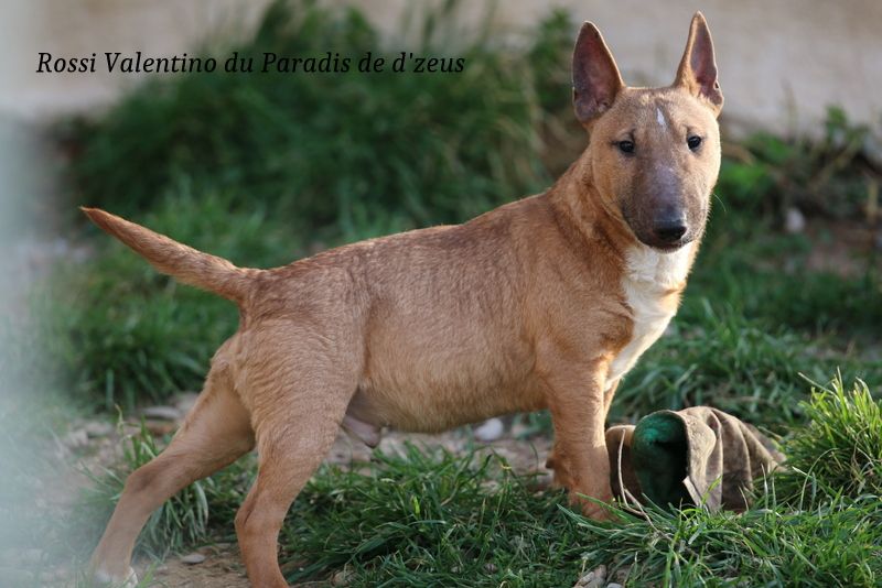Rossi valentino Du Paradis De D'zeus