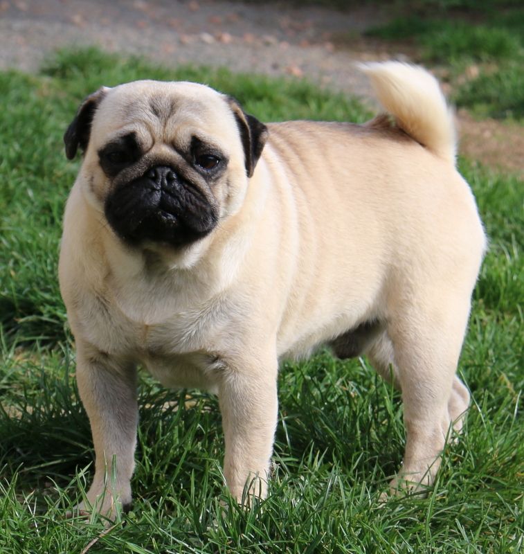 power pug familly Baltazar