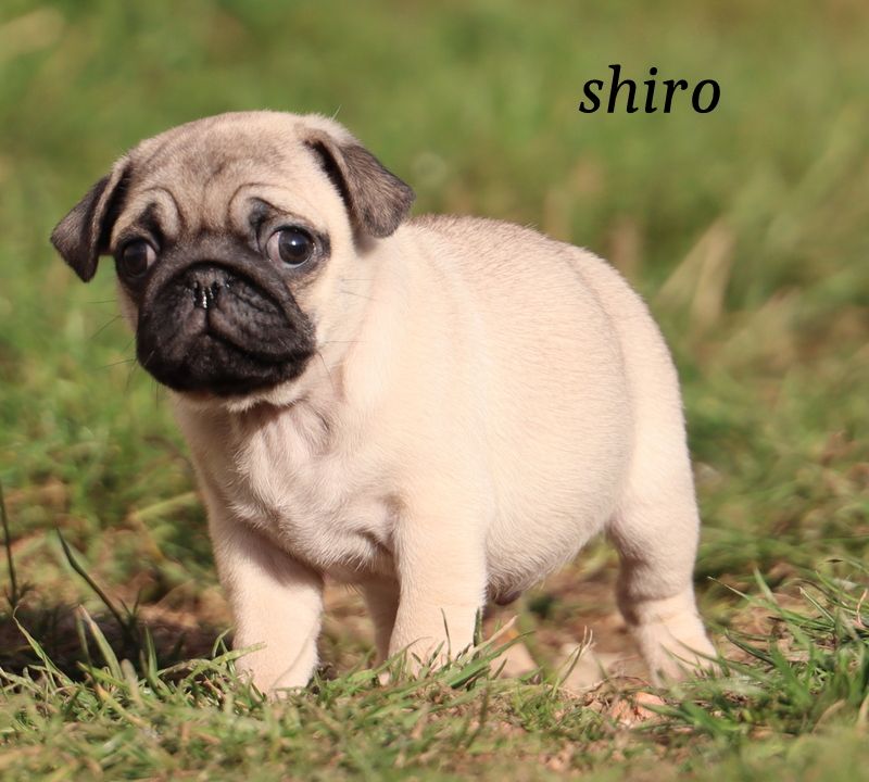 Du Paradis De D'zeus - Carlin - Portée née le 30/08/2021