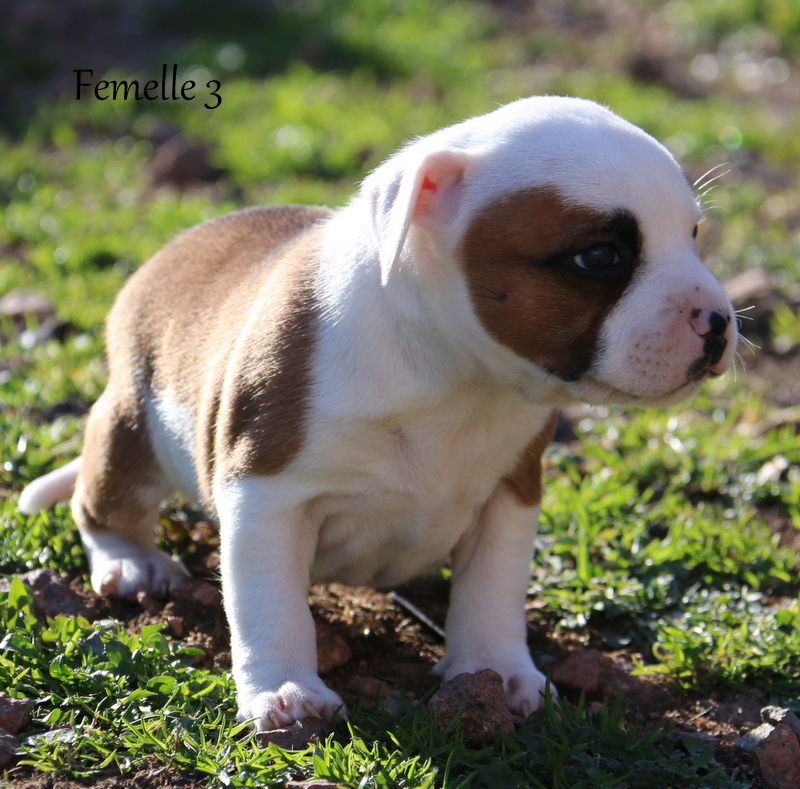 CHIOT